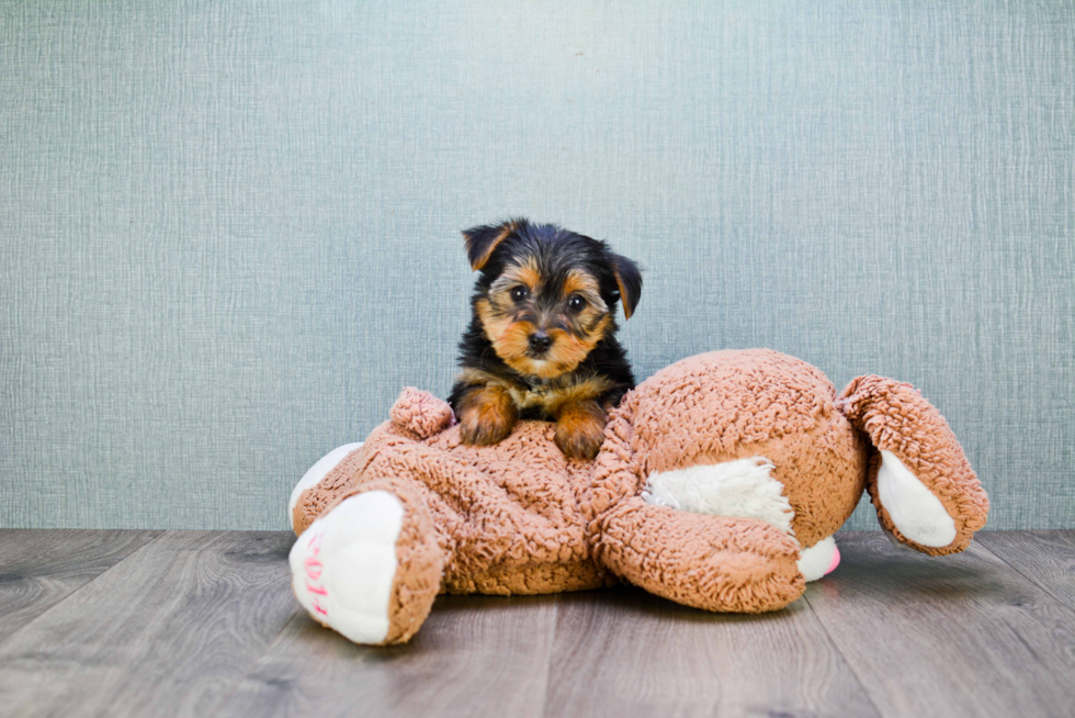 Meet Stevo - our Yorkshire Terrier Puppy Photo 