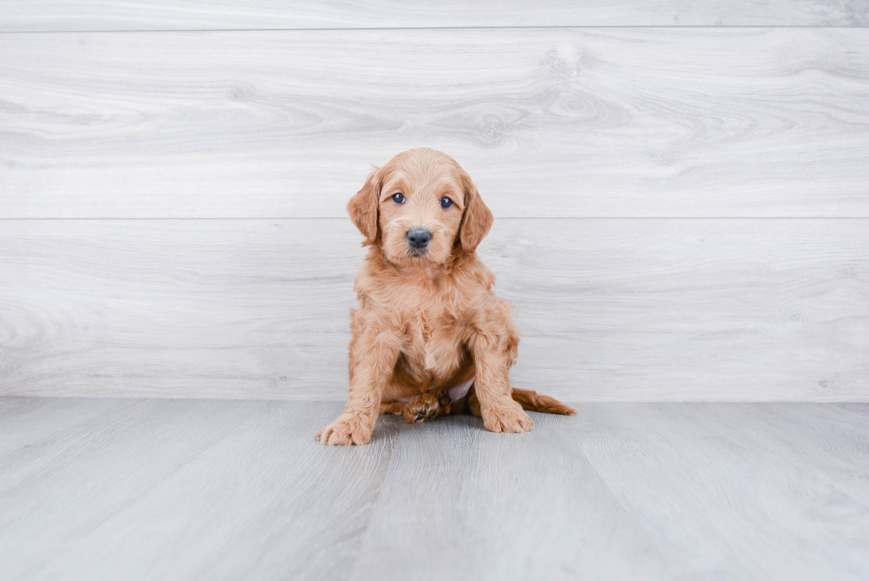 Sweet Mini Goldendoodle Baby