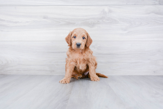 Sweet Mini Goldendoodle Baby