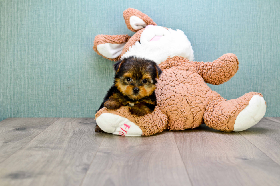 Meet Bronze - our Yorkshire Terrier Puppy Photo 