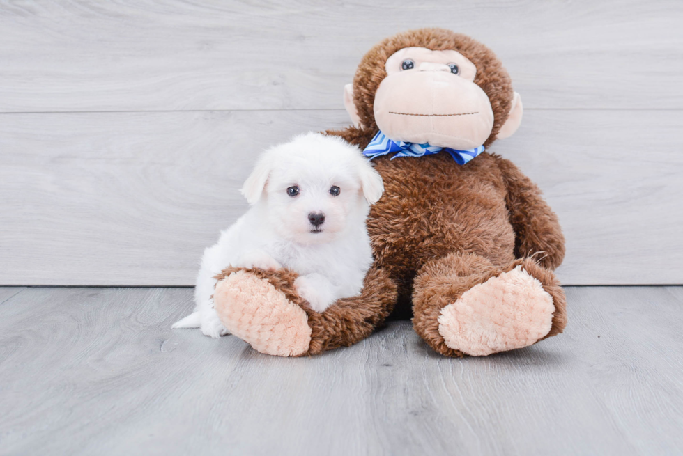 Sweet Maltese Purebred Puppy