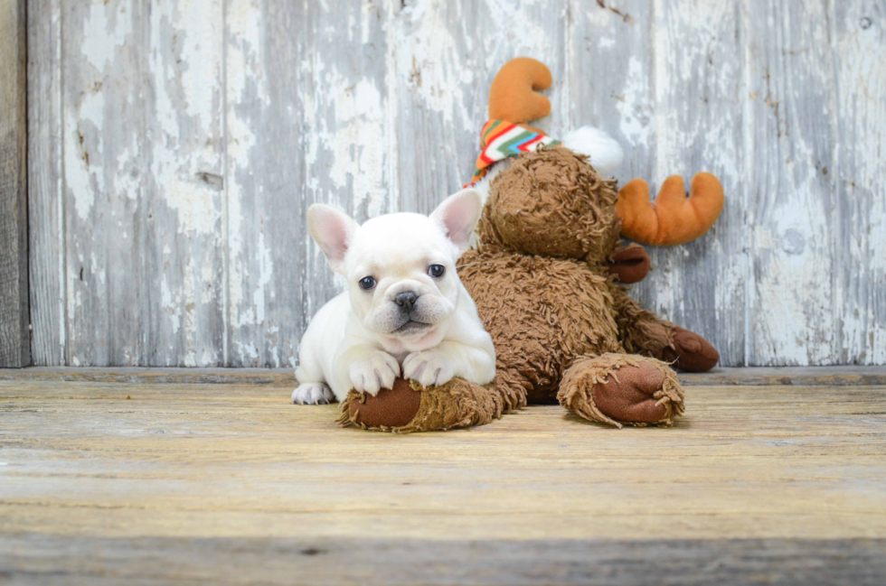 French Bulldog Puppy for Adoption