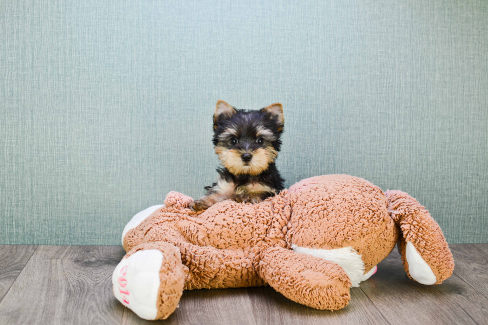 Meet Bam Bam - our Yorkshire Terrier Puppy Photo 