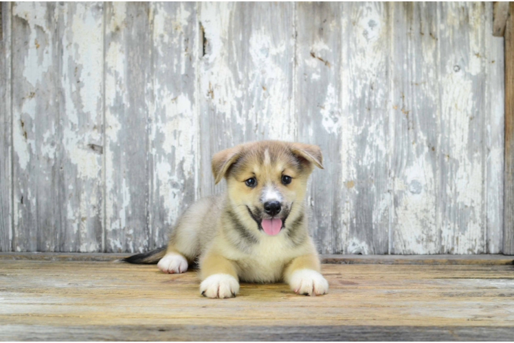 Happy Pomsky Baby