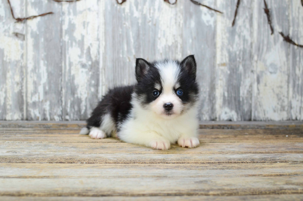 Best Pomsky Baby