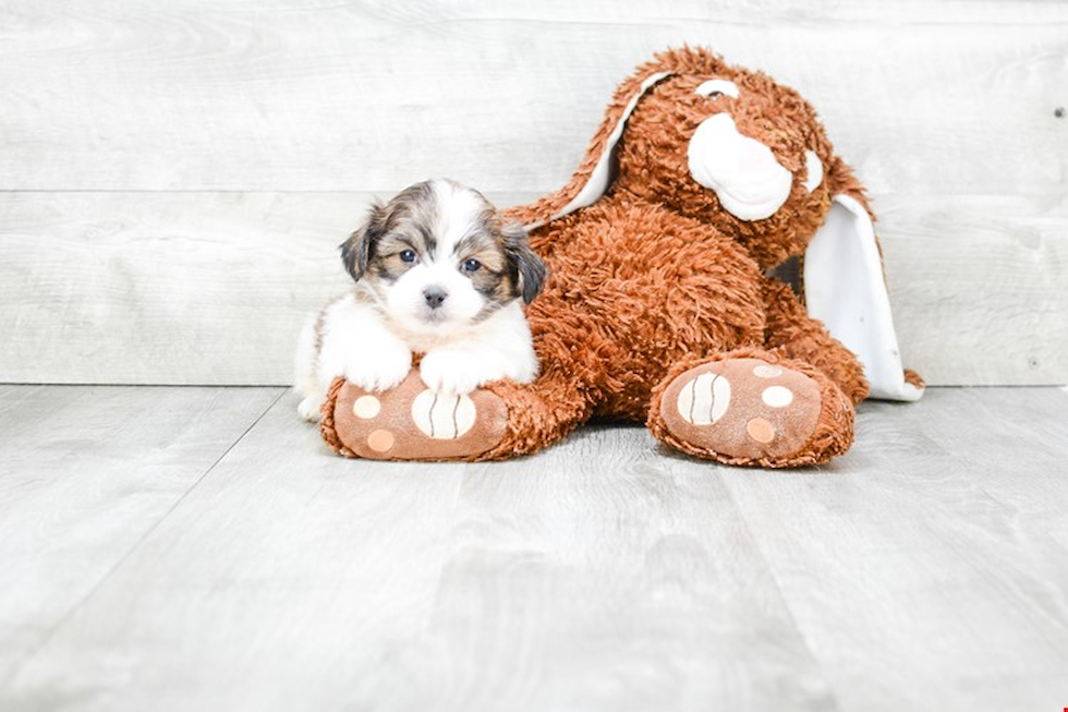 Little Shichon Designer Puppy