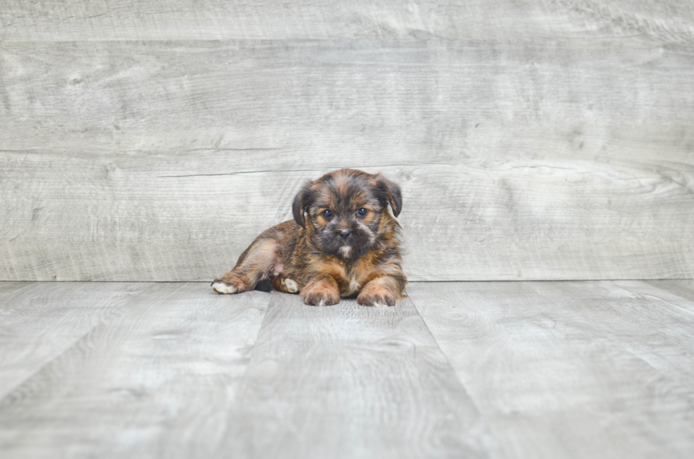 Shorkie Pup Being Cute