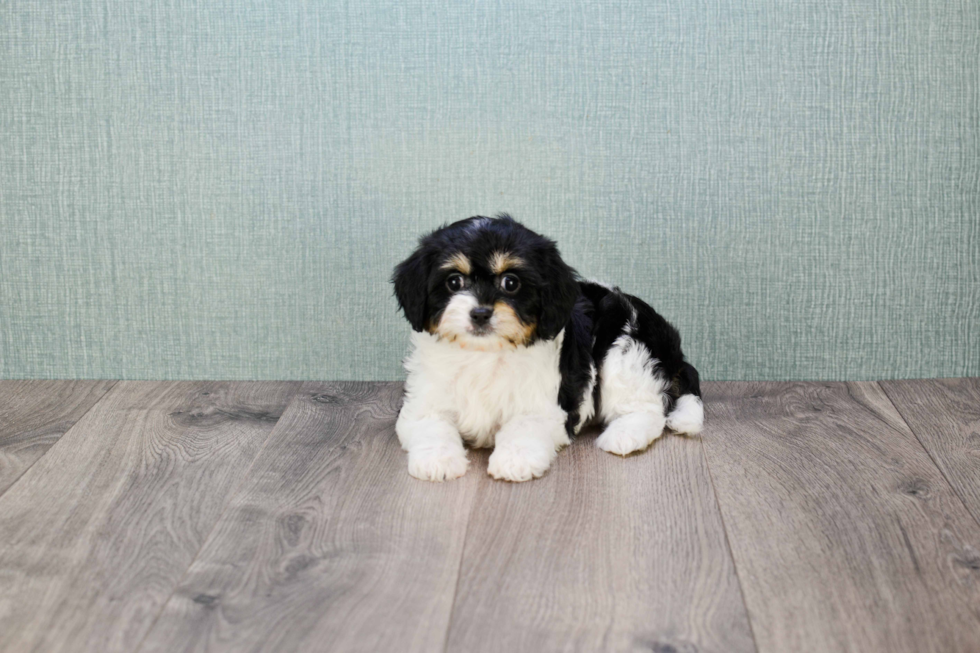 Cute Cavachon Baby