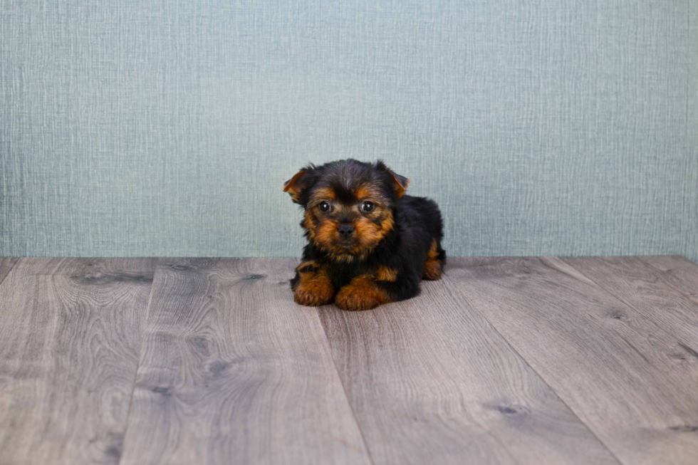 Meet Ronaldo - our Yorkshire Terrier Puppy Photo 