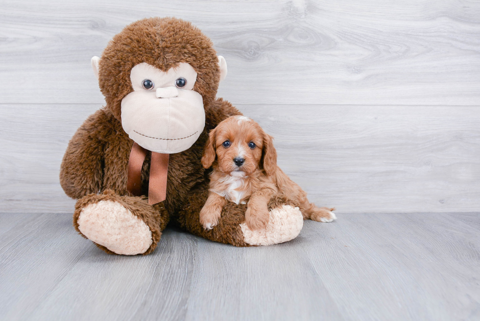 Adorable Cavoodle Poodle Mix Puppy