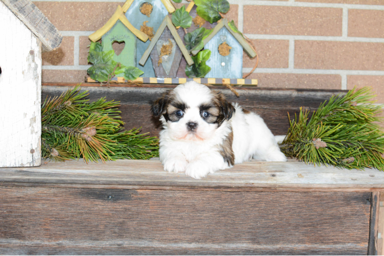 Teddy Bear Pup Being Cute