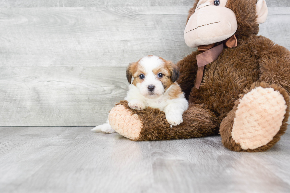 Teddy Bear Pup Being Cute