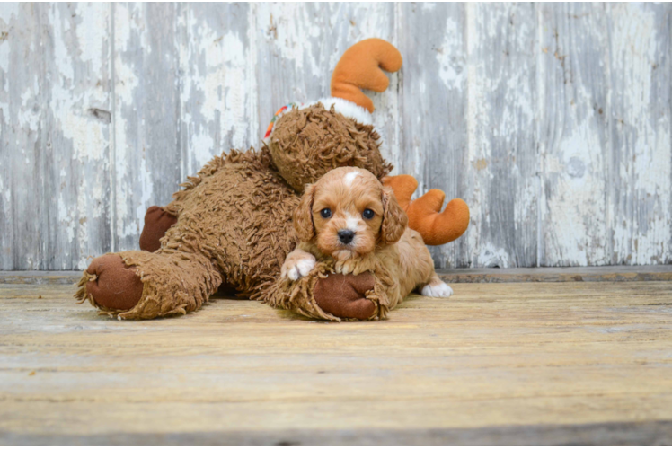 Popular Cavapoo Poodle Mix Pup