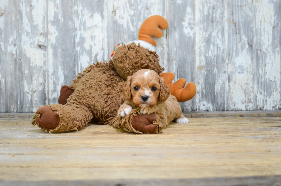 Popular Cavapoo Poodle Mix Pup