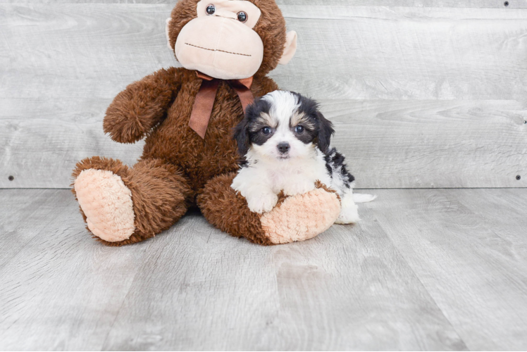 Cavachon Pup Being Cute