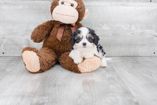 Cavachon Pup Being Cute