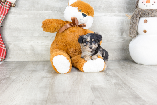 Smart Mini Aussiedoodle Poodle Mix Pup