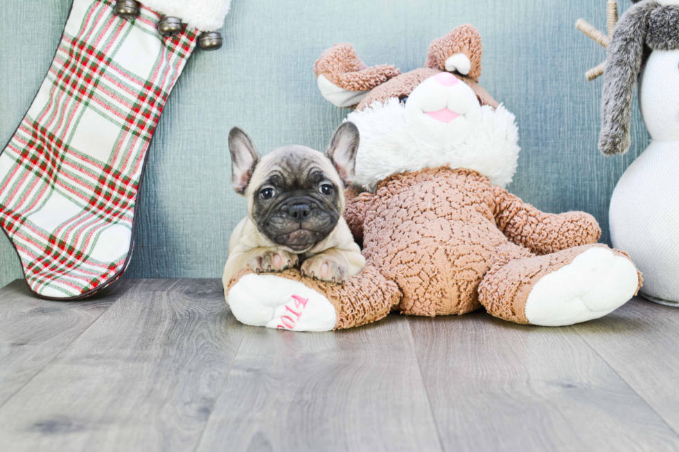 French Bulldog Pup Being Cute