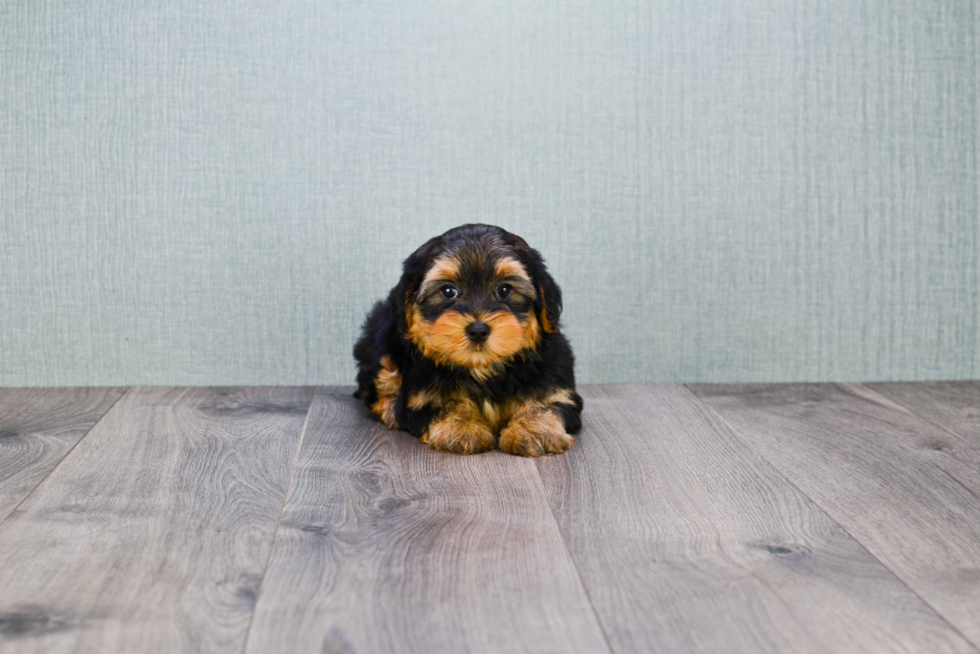 Hypoallergenic Yorkie Designer Puppy