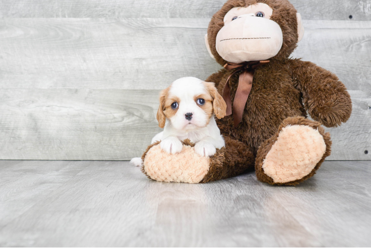 Cavalier King Charles Spaniel Pup Being Cute