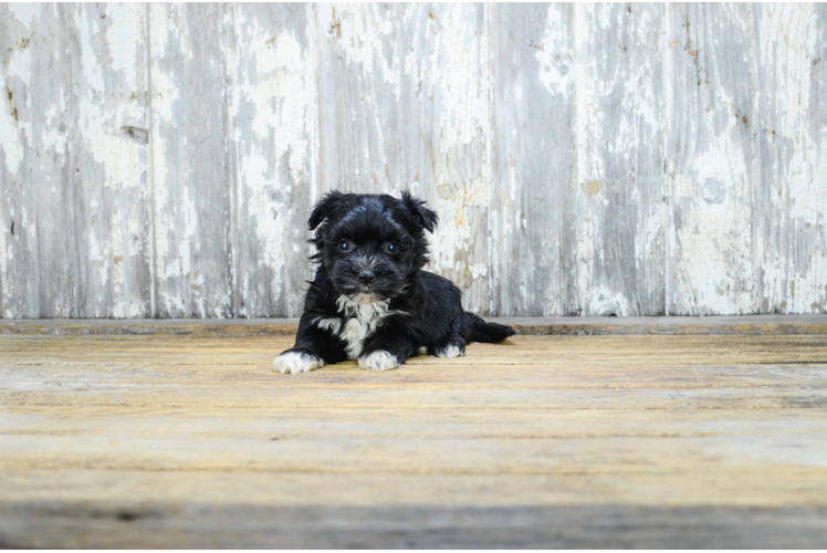 Morkie Pup Being Cute