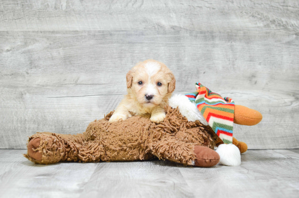 Little Golden Retriever Poodle Mix Puppy