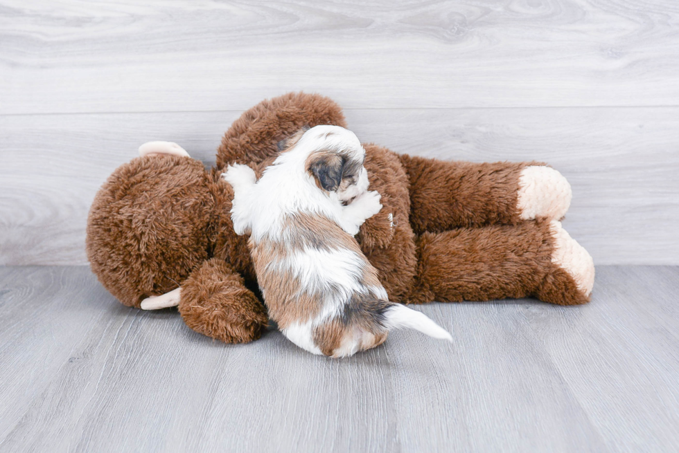 Teddy Bear Puppy for Adoption
