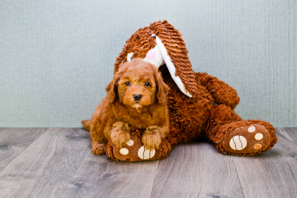 Hypoallergenic Golden Retriever Poodle Mix Puppy