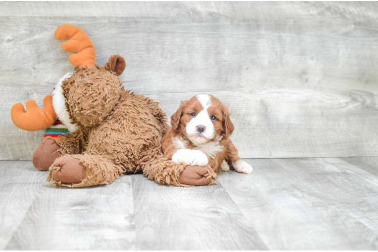 Petite Cavapoo Poodle Mix Pup