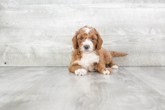 Happy Mini Goldendoodle Baby