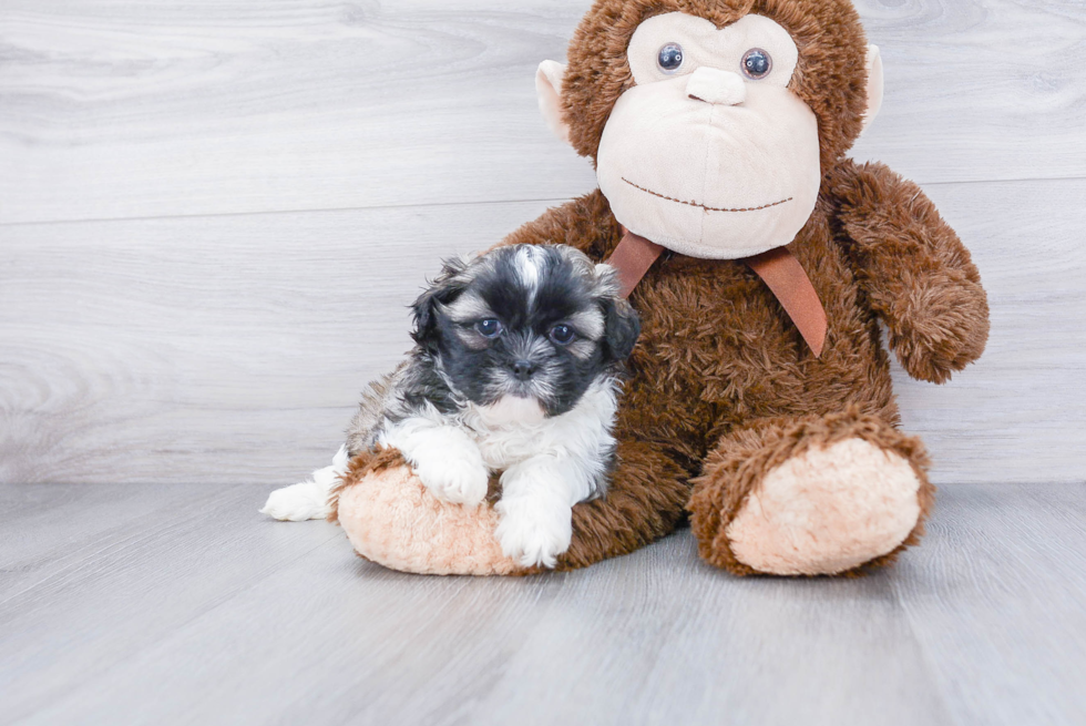 Funny Teddy Bear Designer Pup