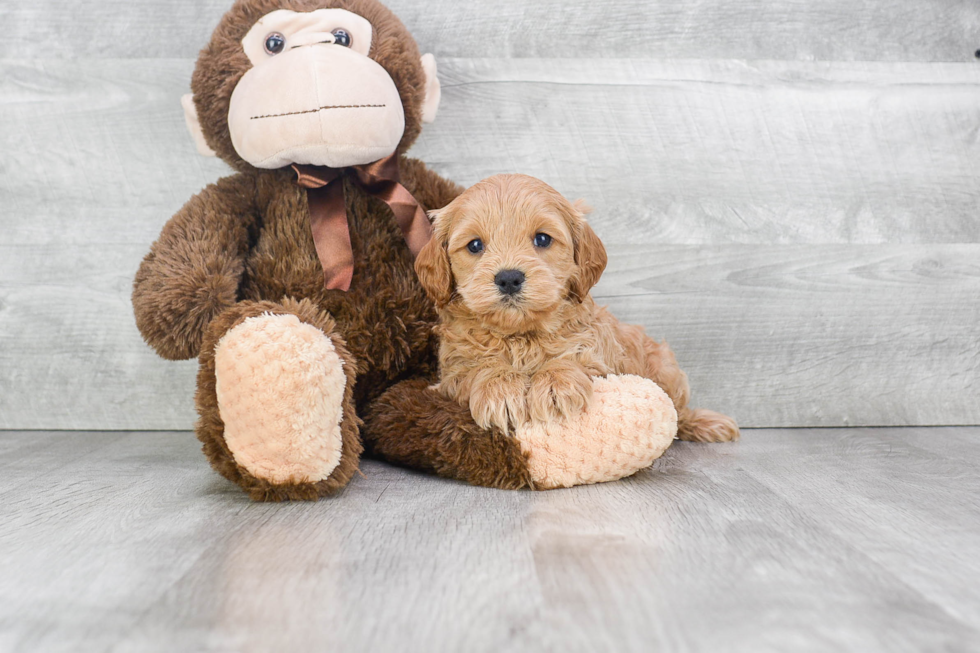 Friendly Cockapoo Baby