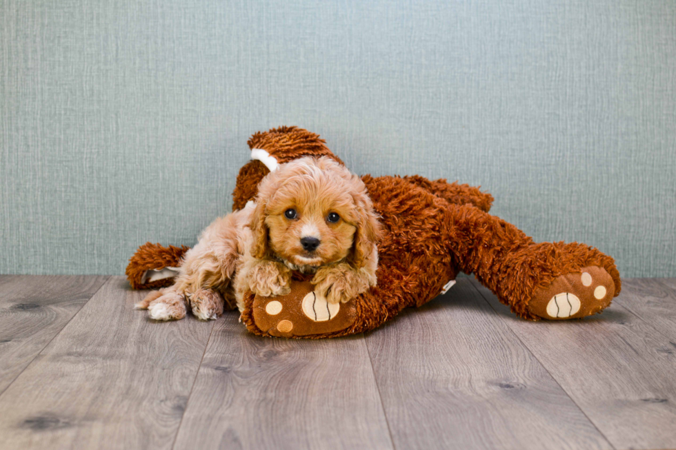 Hypoallergenic Cavoodle Poodle Mix Puppy