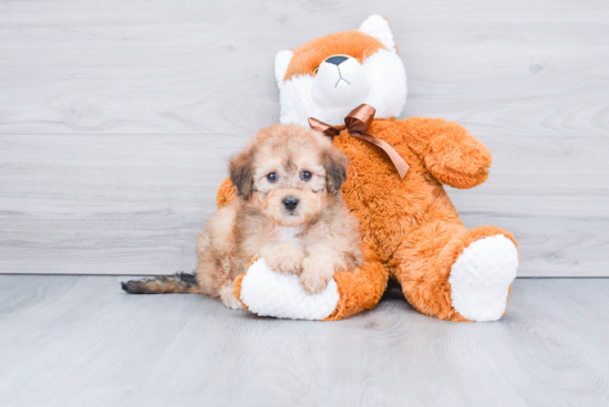 Mini Bernedoodle Pup Being Cute