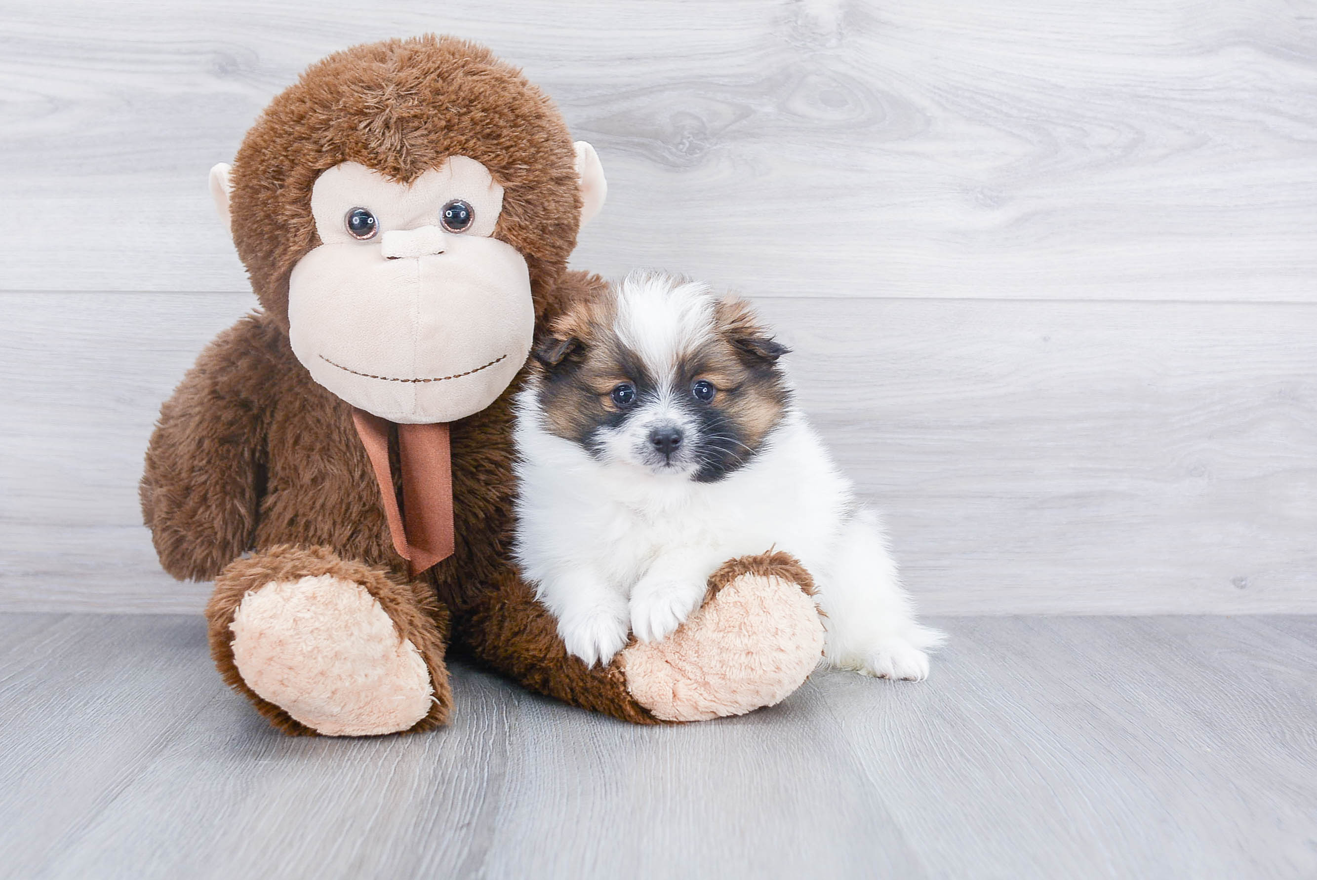 Fluffy Pomeranian Purebred Puppy
