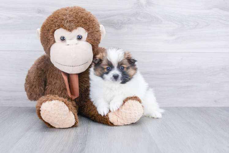 Fluffy Pomeranian Purebred Puppy
