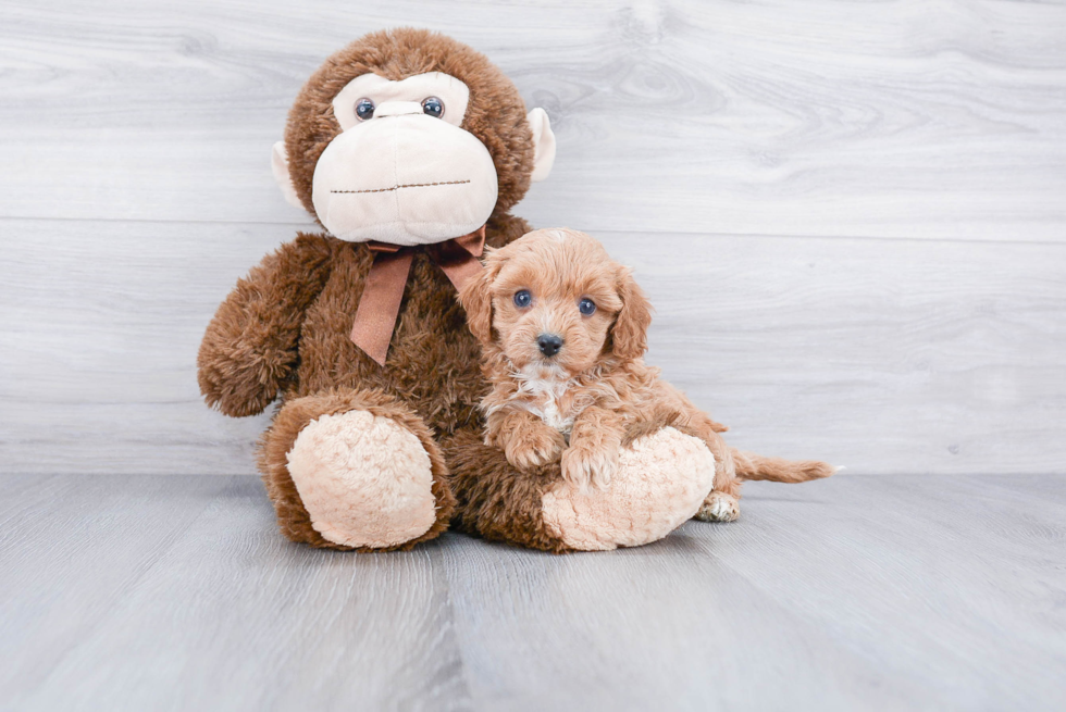 Hypoallergenic Cavoodle Poodle Mix Puppy