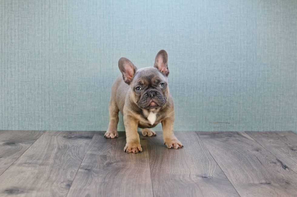 Best French Bulldog Baby