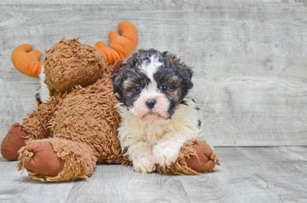 Teddy Bear Puppy for Adoption