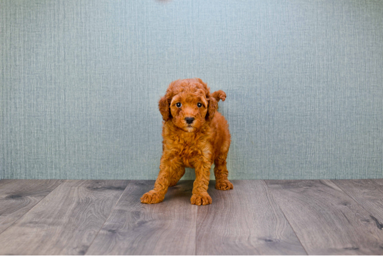 Smart Mini Goldendoodle Poodle Mix Pup