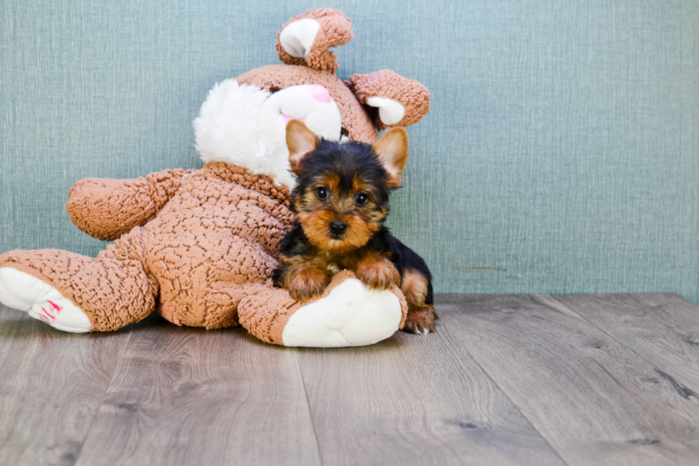 Meet Jeremy - our Yorkshire Terrier Puppy Photo 