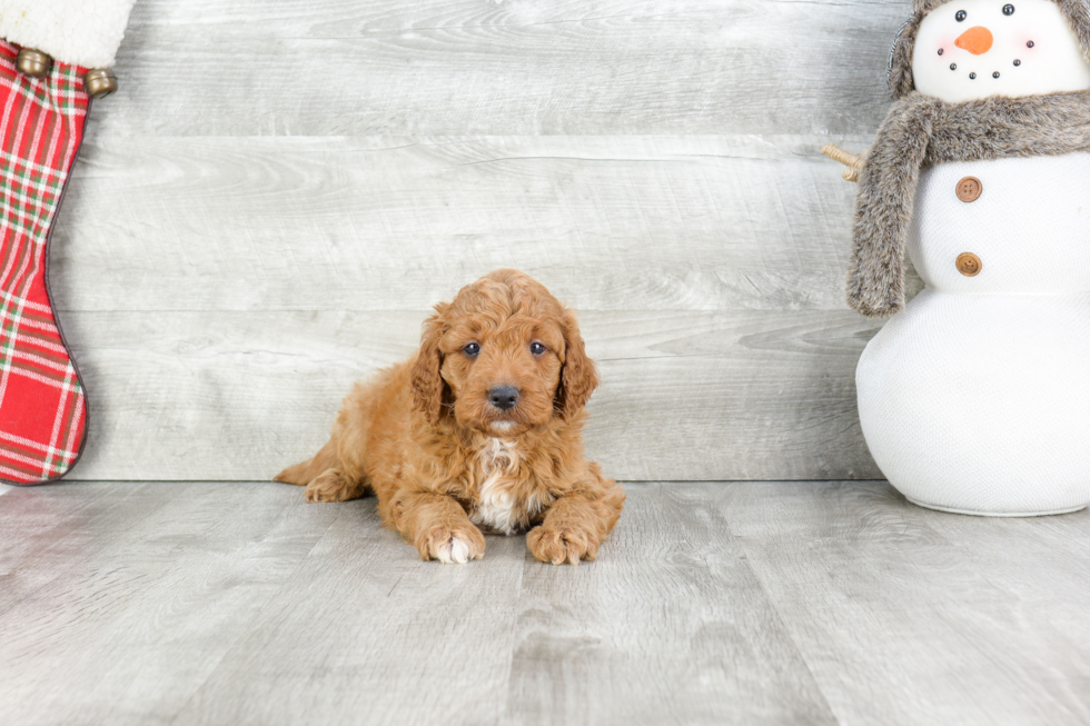 Cute Mini Goldendoodle Baby