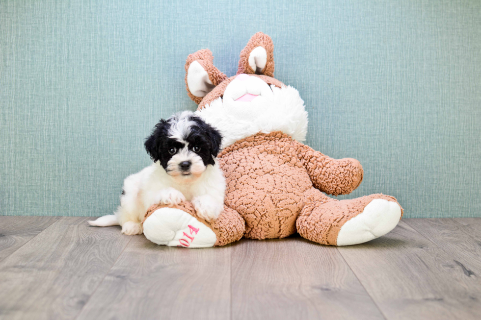 Happy Havanese Purebred Puppy