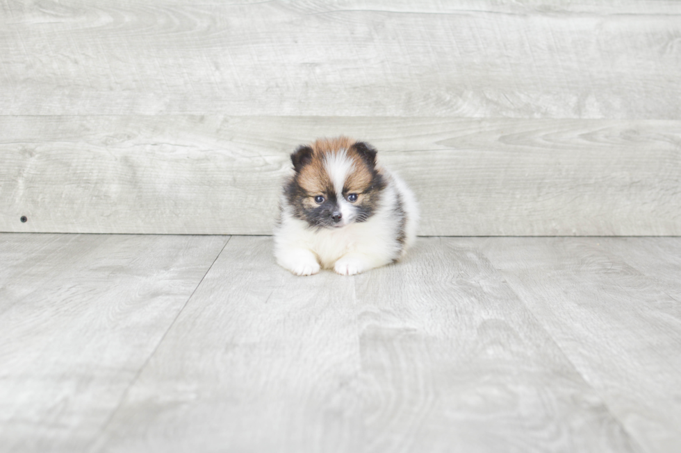 Pomeranian Pup Being Cute