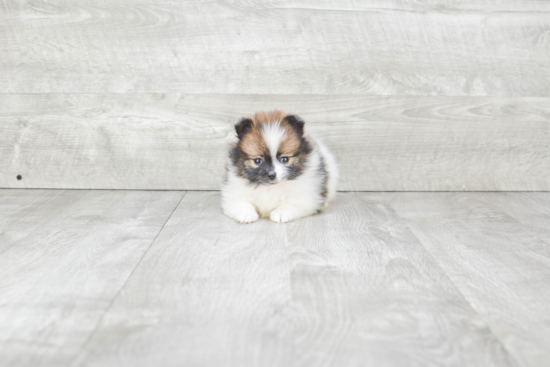 Pomeranian Pup Being Cute