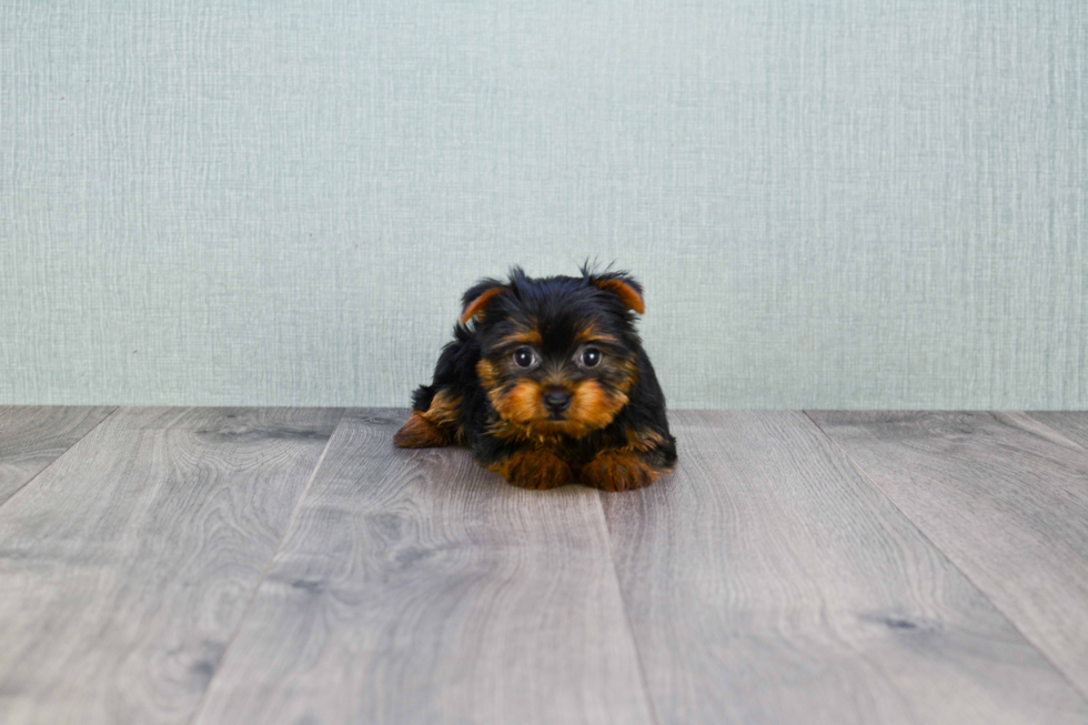 Meet Nugget - our Yorkshire Terrier Puppy Photo 