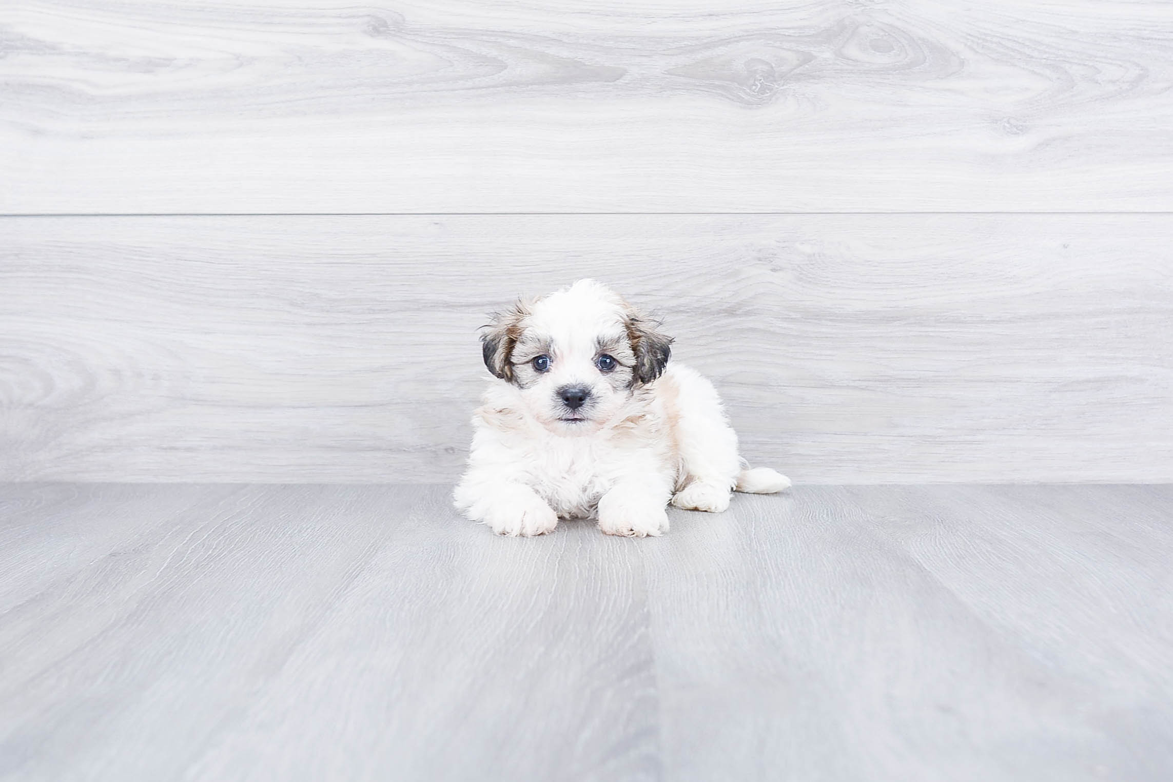 Popular Teddy Bear Designer Pup