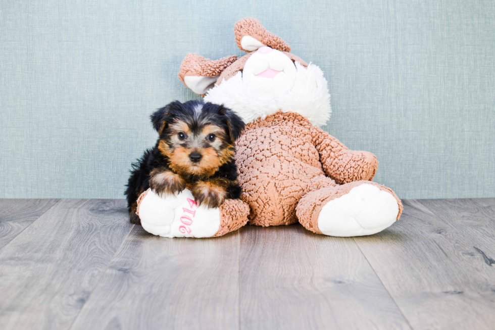 Meet Ronnie - our Yorkshire Terrier Puppy Photo 