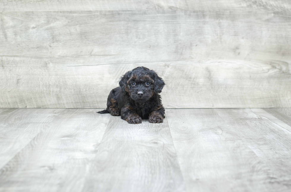 Yorkie Poo Puppy for Adoption