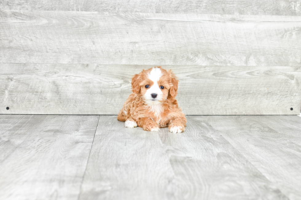 Popular Cavapoo Poodle Mix Pup